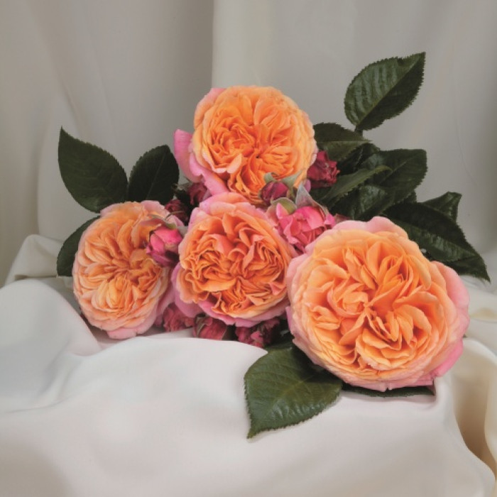 MARY ANN® MARY ANN®